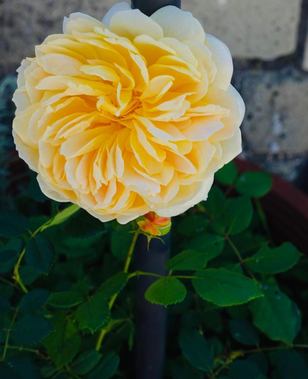 The Flower House Bed & Breakfast *