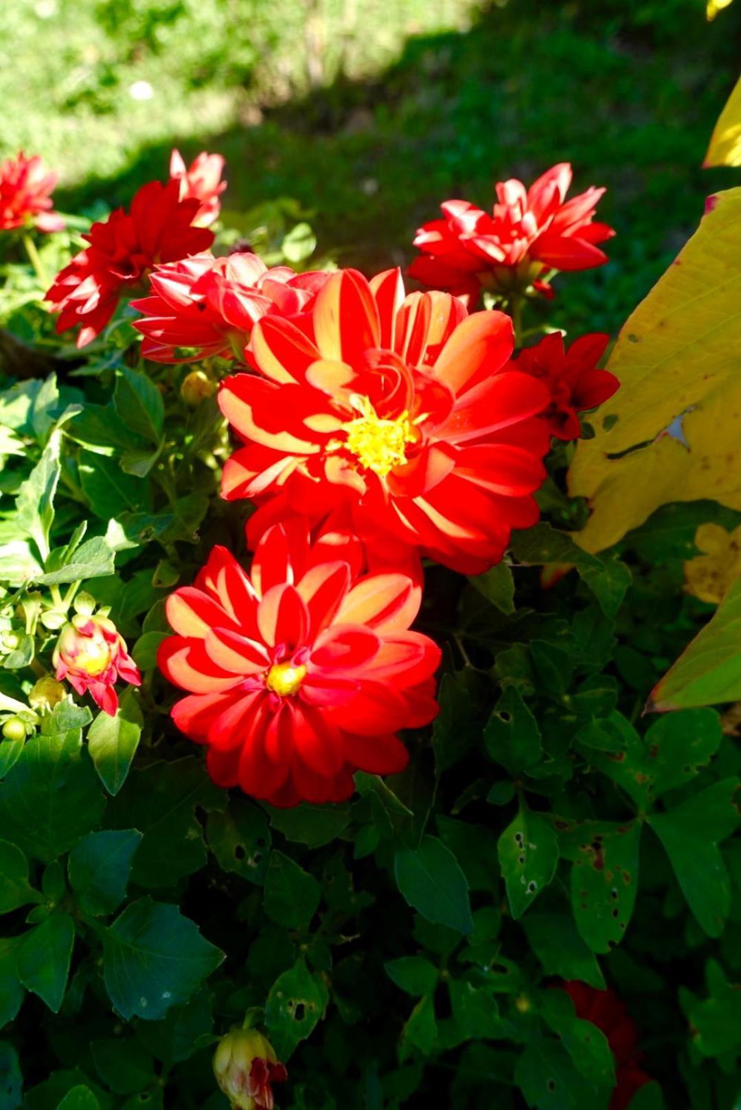 The Flower House Bed & Breakfast *